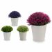 Mini Coloured Flowers In White Flower Pot