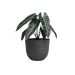 Artevasi Havana Horizon Pot 40cm - Volcano Anthracite