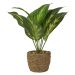 Artificial Green Plant in Seagrass Planter – 30cm | Lifelike Indoor Decorative Plant for Home & Office