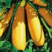 Suttons Seeds - Courgette - F1 Atena