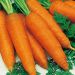 Suttons Seeds - Carrot - Autumn King 2