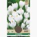 Crocus Jeanne D'Arc