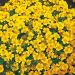 Tagetes Tenuifolia Pumila Seeds - Golden