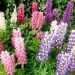 Lupin Seeds - Gallery Mix