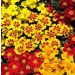 Marigold French Seeds - Fantasia Mix