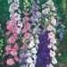 Larkspur Seeds - Little Rocket Mix
