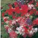 Sweet Pea Seeds - Fragrant Tide Mix