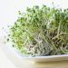 Alfalfa Sprouting Seeds – Fast-Growing, Vitamin-Rich Sprouts Ready in 5–7 Days