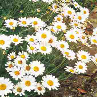 Suttons Ox-Eye Daisy Seeds - Pack Of 240