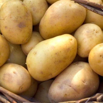 Duke of York First Early Seed Potatoes 2kg