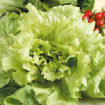 Suttons Seeds - Endive - Natacha