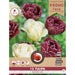 Florex Tulip Jeanne Mix 1112 - 15 pieces