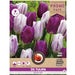 Florex Tulip Nova Mix 11/12 - 20 pieces