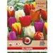 Florex Tulip Triumph Mix - 25 pieces