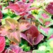 Suttons Seeds - Coleus - Rainbow Mix