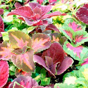Suttons Seeds - Coleus - Rainbow Mix