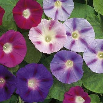 Suttons Convolvulus Major Seeds - Trumpet Mix