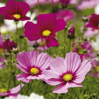 Suttons Seeds - Cosmea - Sonata Dwarf Mix