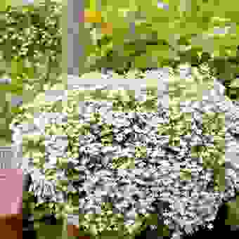 Suttons Seeds - Lobelia Supacoat Seeds - Cascade White