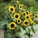 Suttons Seeds - Sunflower - Waooh