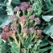 Suttons Seeds - Broccoli - Purple Sprouting