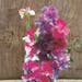 Sweet Pea Seeds - Melody Mix