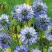 Suttons Seeds - Love-in-a-Mist - Miss Jekyll
