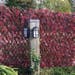 Red Acer Artificial Trellis Hedge 2m x 1m