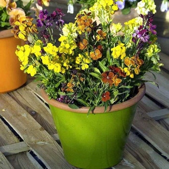 Suttons Seeds - Wallflower - Lollipop