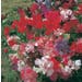 Sweet Pea Seeds - Fragrant Tide Mix