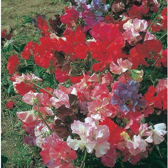 Sweet Pea Seeds - Fragrant Tide Mix