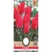 Tulip Greigii Oriental Beauty 1112 - 8 pieces