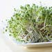 Alfalfa Sprouting Seeds – Fast-Growing, Vitamin-Rich Sprouts Ready in 5–7 Days