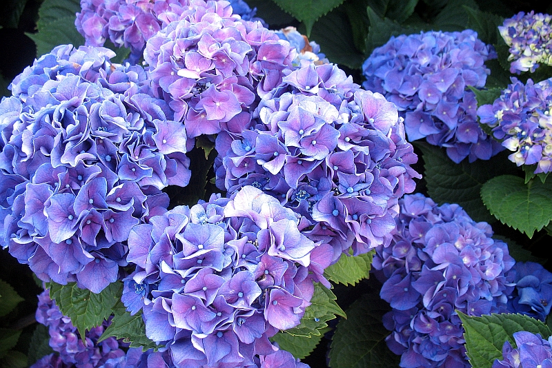 Hydrangeas