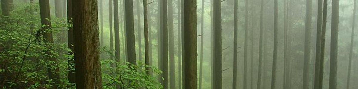 Cedar Trees Growing Together