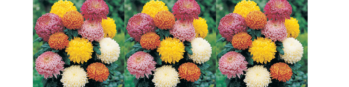 chrysanthemums_banner