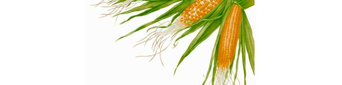 Sweetcorn on the Cob